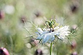 NIGELLA DAMASCENA