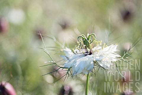 NIGELLA_DAMASCENA