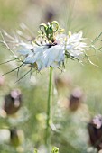 NIGELLA DAMASCENA