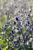 ERYNGIUM MARITIMUM