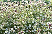 NIGELLA DAMASCENA