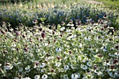 NIGELLA DAMASCENA