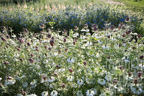 NIGELLA_DAMASCENA