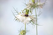 NIGELLA DAMASCENA