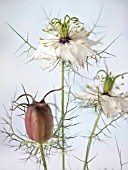 NIGELLA DAMASCENA