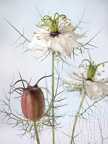 NIGELLA_DAMASCENA