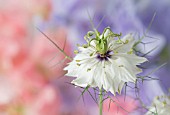 NIGELLA DAMASCENA