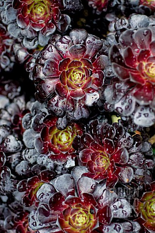 AEONIUM_ZWARTKOP