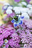 NIGELLA DAMASCENA