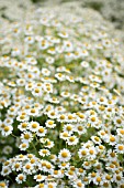 TANACETUM PARTHENIUM