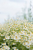 TANACETUM PARTHENIUM