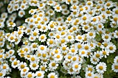 TANACETUM PARTHENIUM