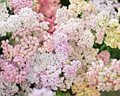 ACHILLEA MILLEFOLIUM