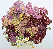 ACHILLEA MILLEFOLIUM, SUMMER BOUQUET OF SUNSET SERIES