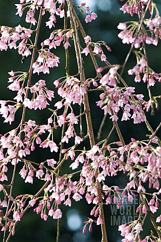 PRUNUS_SUBHIRTELLA_PENDULA