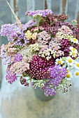 ACHILLEA MILLEFOLIUM, SUMMER BOUQUET OF SUNSET SERIES