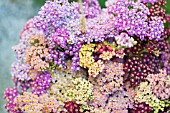 ACHILLEA MILLEFOLIUM, SUMMER BOUQUET OF SUNSET SERIES