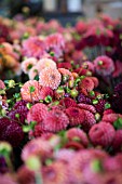 DAHLIAS CUT IN BARN