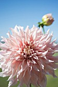 DAHLIA CAFE AU LAIT