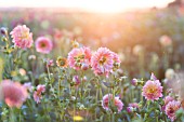 DAHLIA CAFE AU LAIT GROWING IN FIELD