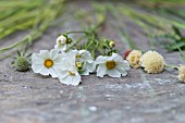 CUT FLOWERS ON WOODEN POTTING BENCH IN PREPARATION FOR FLOWER ARRANGING