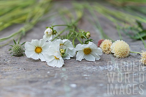 CUT_FLOWERS_ON_WOODEN_POTTING_BENCH_IN_PREPARATION_FOR_FLOWER_ARRANGING