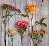 ACHILLEA AND ROSES