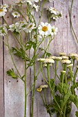 TANACETUM PARTHENIUM AND OTHER CUT FLOWERS  ON WOODEN SURFACE