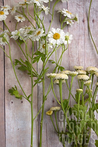 TANACETUM_PARTHENIUM_AND_OTHER_CUT_FLOWERS__ON_WOODEN_SURFACE