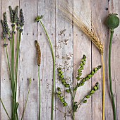 DISPLAY OF CUT PLANTS INCLUDING LAVENDER, RIBWORT PLANTAIN, WHEAT, SCABIOSA AND POPPY SEED HEAD