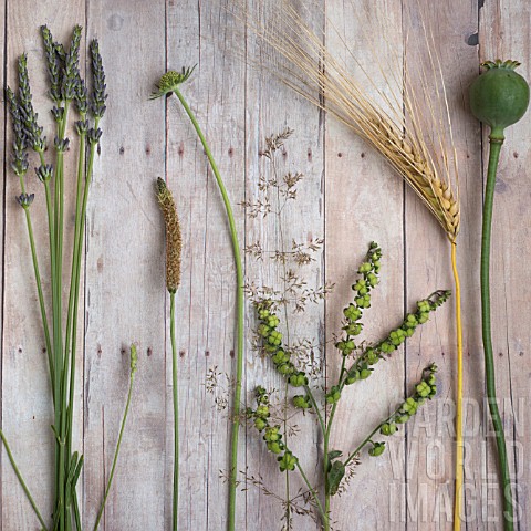 DISPLAY_OF_CUT_PLANTS_INCLUDING_LAVENDER_RIBWORT_PLANTAIN_WHEAT_SCABIOSA_AND_POPPY_SEED_HEAD