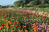 ZINNIA ELEGANS IN FIELD AT FLOWER FARM