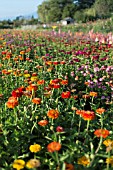 ZINNIA ELEGANS IN FIELD AT FLOWER FARM