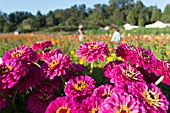 ZINNIA ELEGANS, CUT FOR MARKET, BENARYS GIANT PURPLE