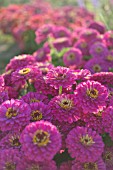 ZINNIA ELEGANS, CUT FOR MARKET, BENARYS GIANT PURPLE