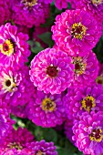 ZINNIA ELEGANS BENARYS GIANT PURPLE