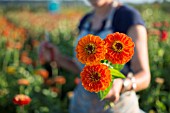 ZINNIA ELEGANS, BENARYS GIANT ORANGE