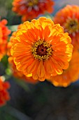 ZINNIA ELEGANS, BENARYS GIANT ORANGE