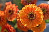 ZINNIA ELEGANS, BENARYS GIANT ORANGE