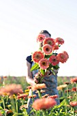 ZINNIA ELEGANS, BENARYS GIANT ORANGE