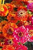 ZINNIA ELEGANS, BENARYS GIANT ORANGE AND GIANT SALMON ROSE