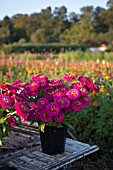 ZINNIA ELEGANS, CUT FOR MARKET, BENARYS GIANT PURPLE ON BACK OF TRUCK IN FIELD