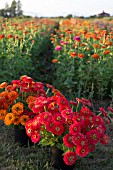 ZINNIA ELEGANS, BENARYS GIANT ORANGE AND GIANT SALMON ROSE IN FIELD