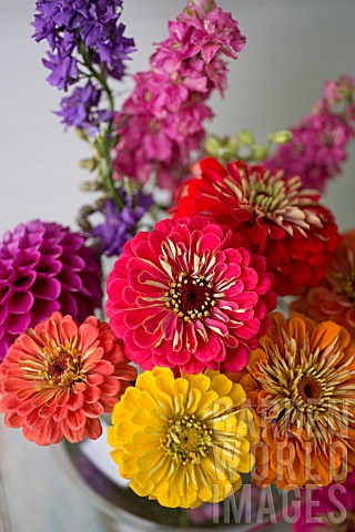 ZINNIA_ELEGANS_BENARYS_GIANT