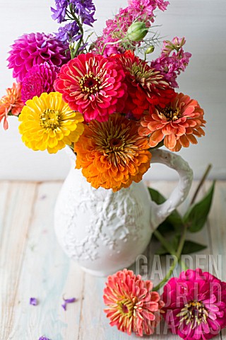 ZINNIA_ELEGANS_BENARYS_GIANT