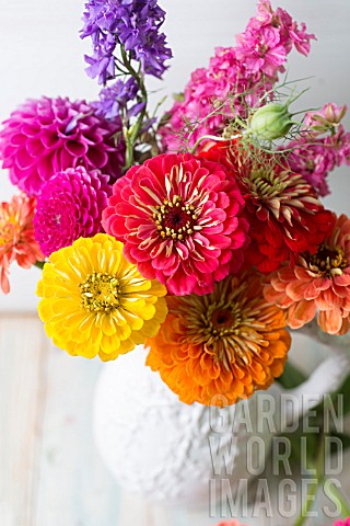 ZINNIA_ELEGANS_BENARYS_GIANT