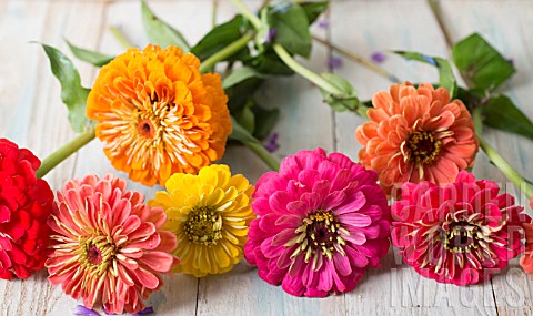 ZINNIA_ELEGANS_BENARYS_GIANT