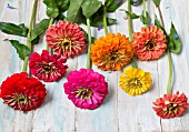 ZINNIA ELEGANS BENARYS GIANT