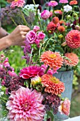 ARRANGING LATE SUMMER BOUQUET OF DAHLIAS, ROSES, ZINNIAS, ASTERS