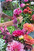 ARRANGING LATE SUMMER BOUQUET OF DAHLIAS, ROSES, ZINNIAS, ASTERS